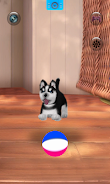 Talking Siberian Husky Screenshot4