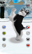 Talking Siberian Husky Screenshot2