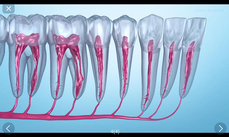 Dental 3D Illustrations Screenshot18