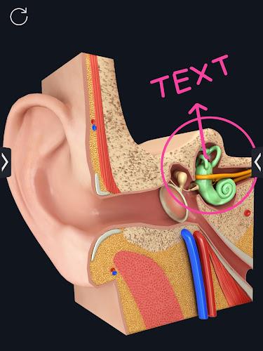 My Organs Anatomy Screenshot13