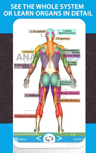 Anatomy Cards Anatomicus Screenshot4