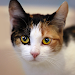 Talking Calico Cat APK