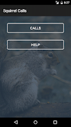 Squirrel Calls Screenshot3