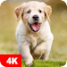 Dog Wallpapers & Puppy 4K APK