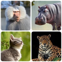 Mammals – Learn All Animals in Photo - Quiz! APK