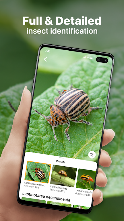 Insect identification: Bug identifier - Bug finder Screenshot1