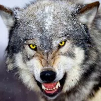 Wolf Wallpapers APK