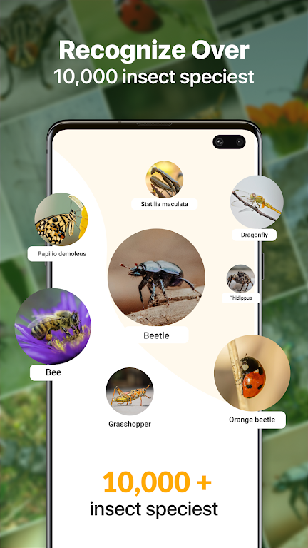 Insect identification: Bug identifier - Bug finder Screenshot3