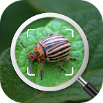 Insect identification: Bug identifier - Bug finder APK