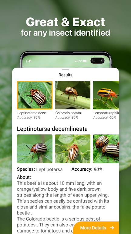 Insect identification: Bug identifier - Bug finder Screenshot2