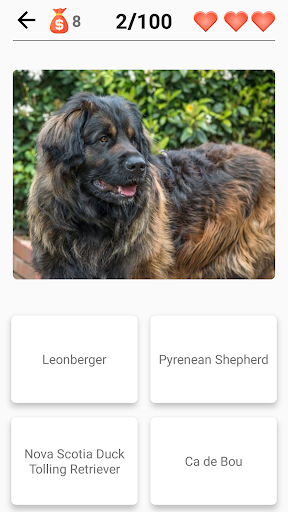 Dog Breeds - Quiz about all dogs of the world! Screenshot4