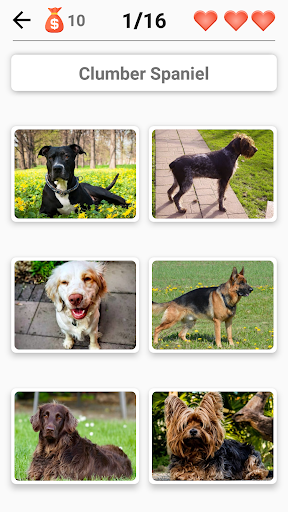 Dog Breeds - Quiz about all dogs of the world! Screenshot3