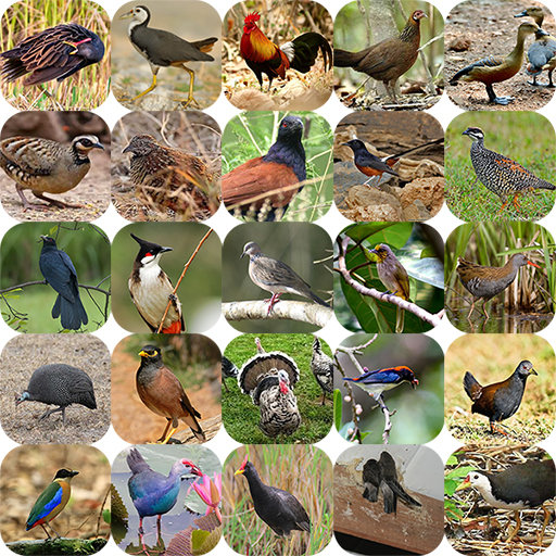 Red Junglefowl and Bird Sounds APK