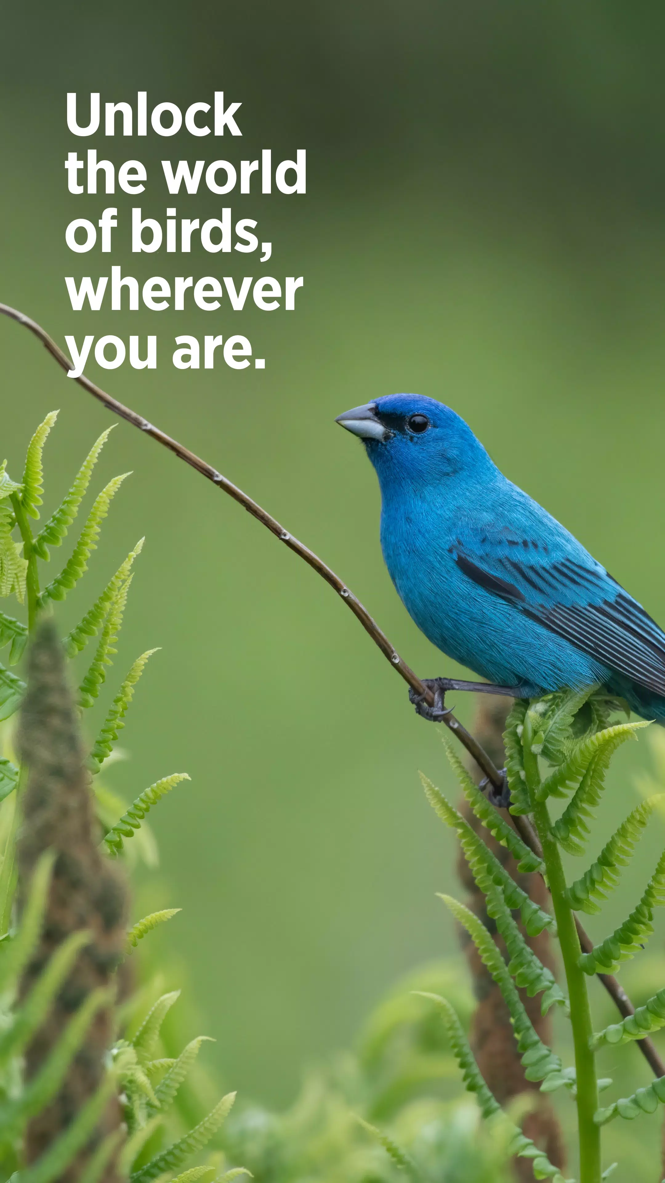 Audubon Bird Guide Screenshot7