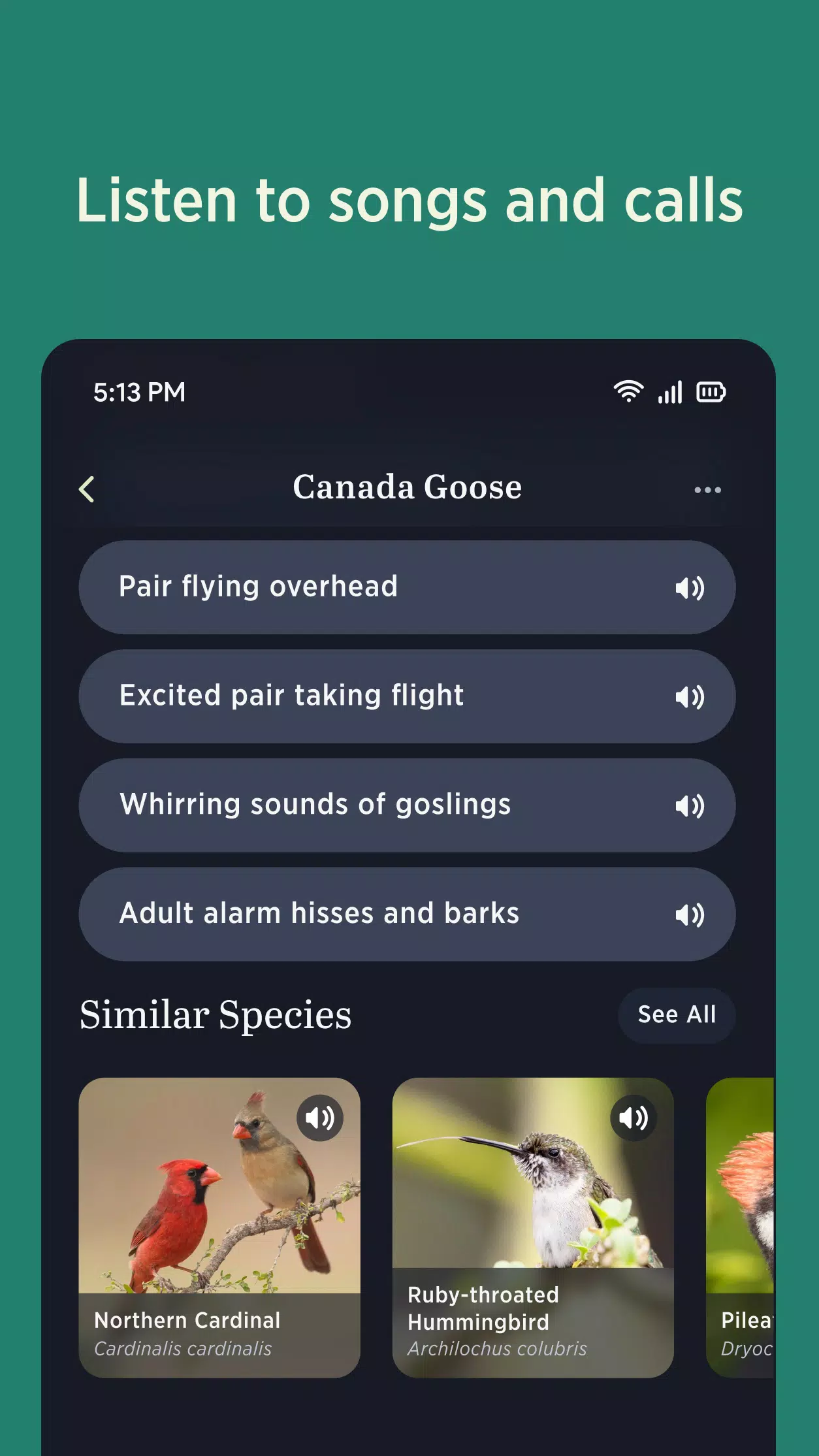 Audubon Bird Guide Screenshot4