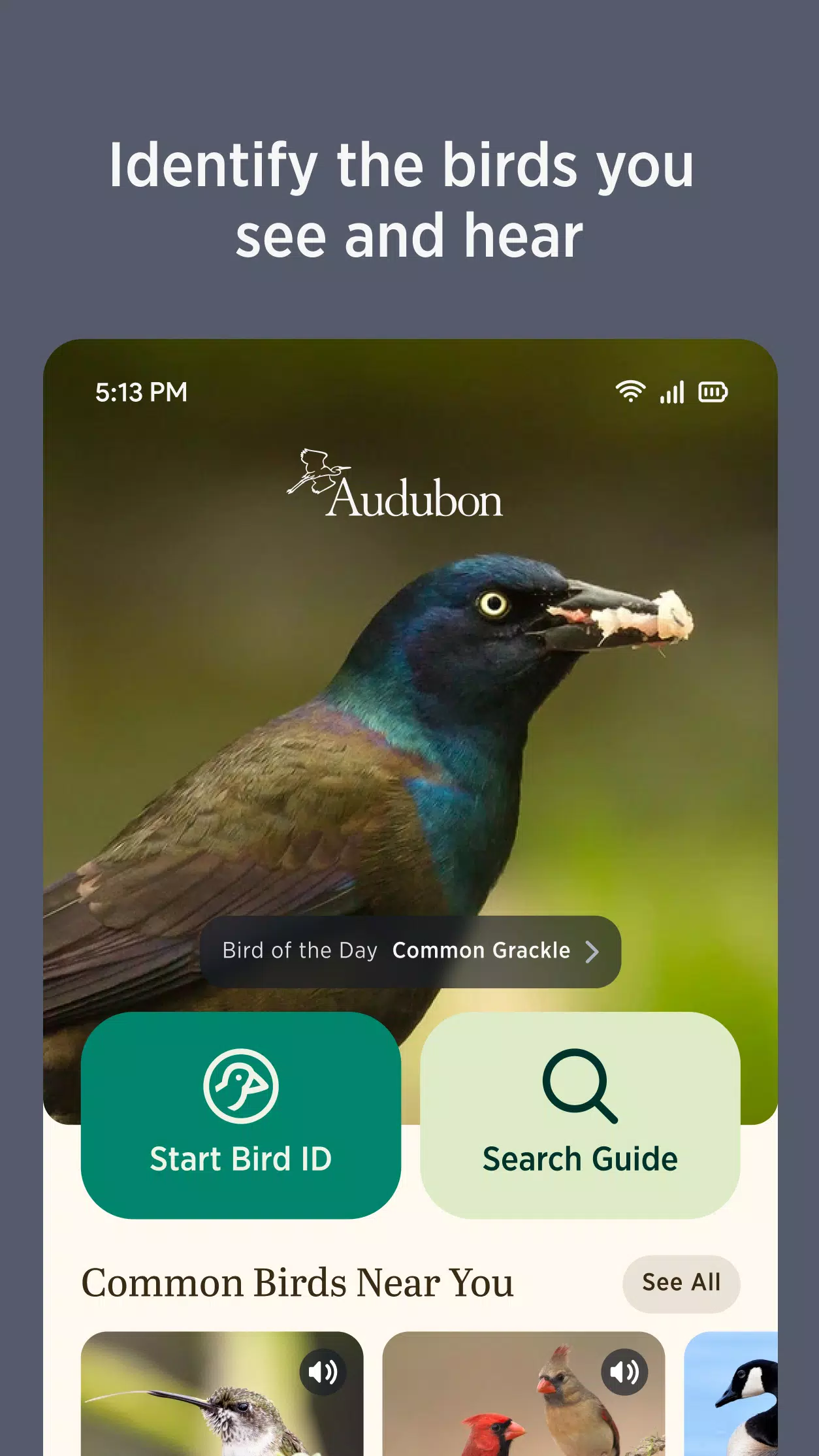 Audubon Bird Guide Screenshot3