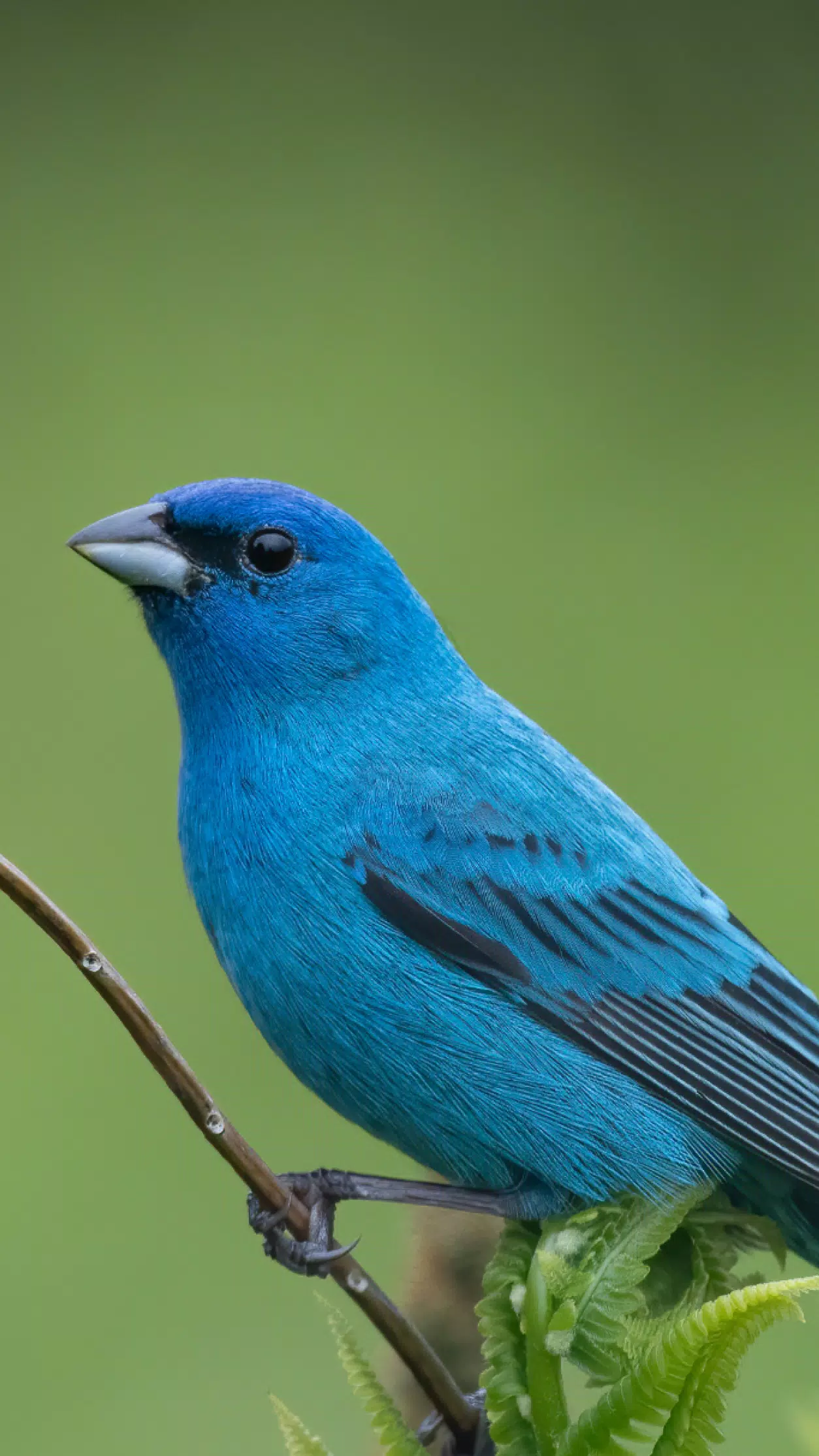 Audubon Bird Guide Screenshot2