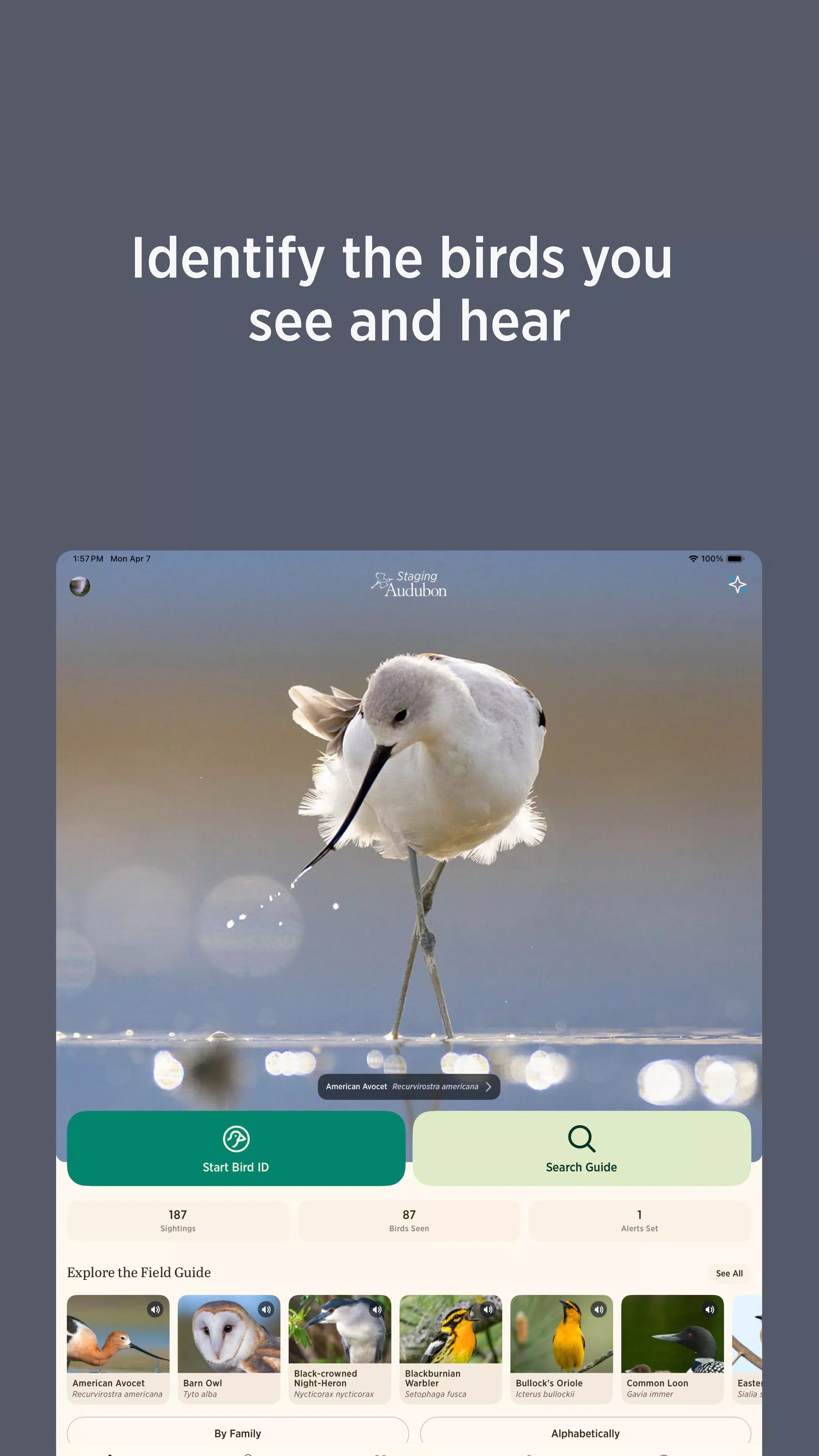 Audubon Bird Guide Screenshot8