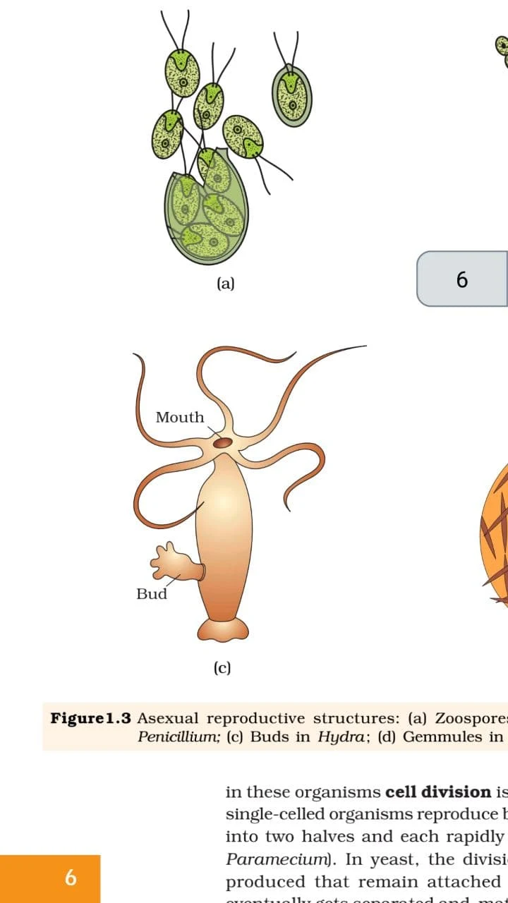 Class 12 Biology NCERT Book Screenshot1