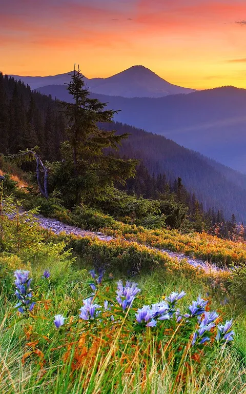 Mountain Flower Live Wallpaper Screenshot2