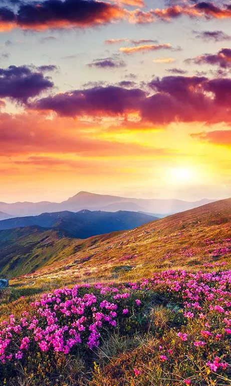 Mountain Flower Live Wallpaper Screenshot1