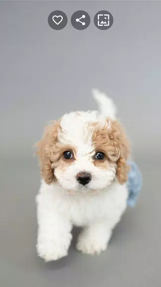 Puppy Wallpapers Screenshot2