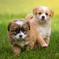 Puppy Wallpapers APK