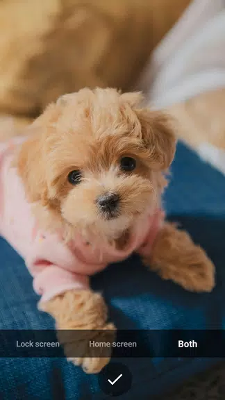 Puppy Wallpapers Screenshot3