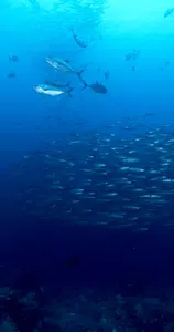 Save the Fish Screenshot4