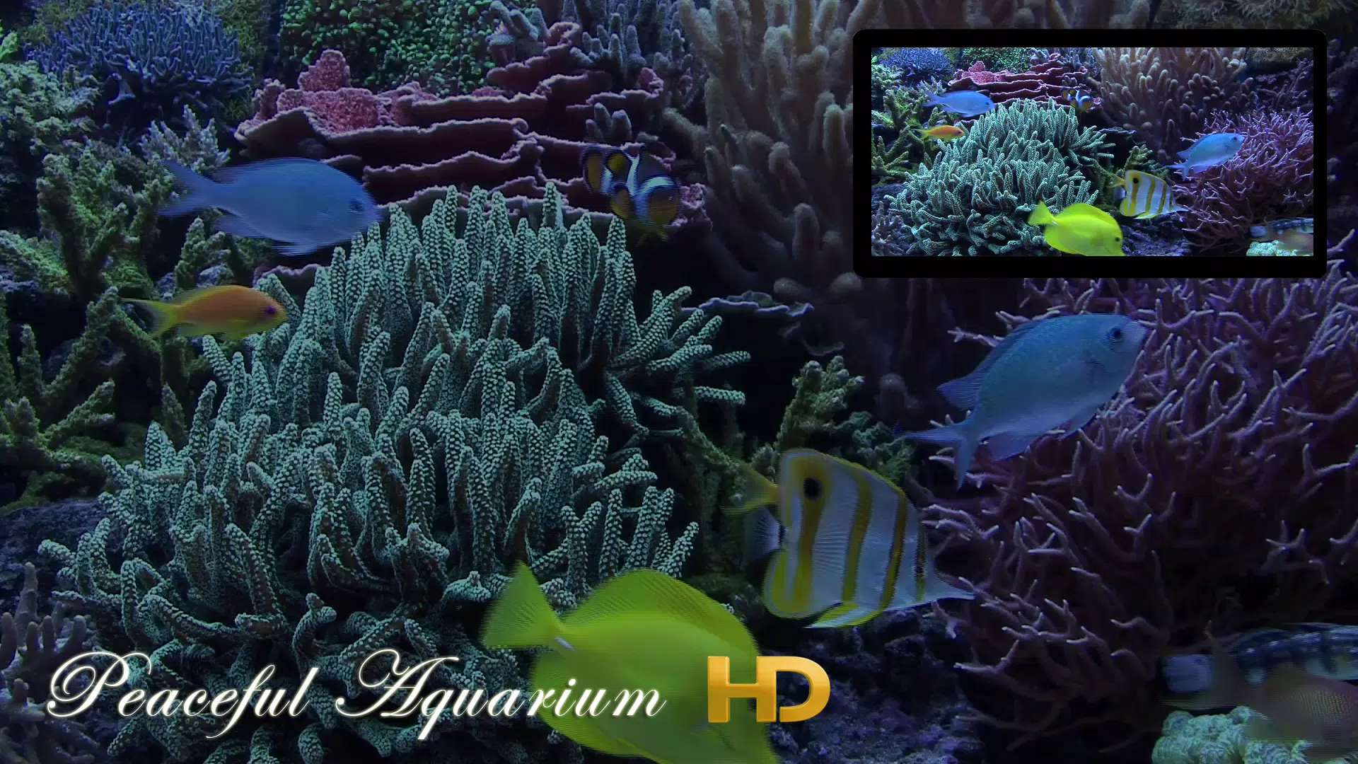 Peaceful Aquarium HD Screenshot7