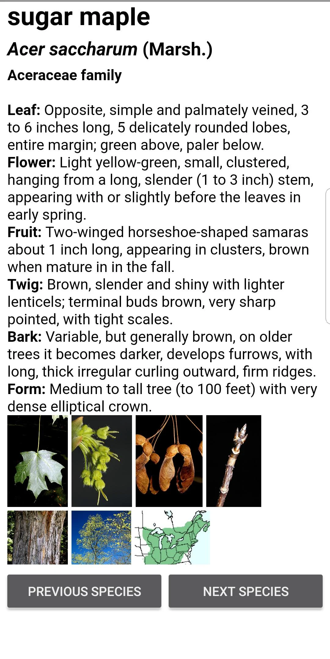 Virginia Tech Tree ID Screenshot7