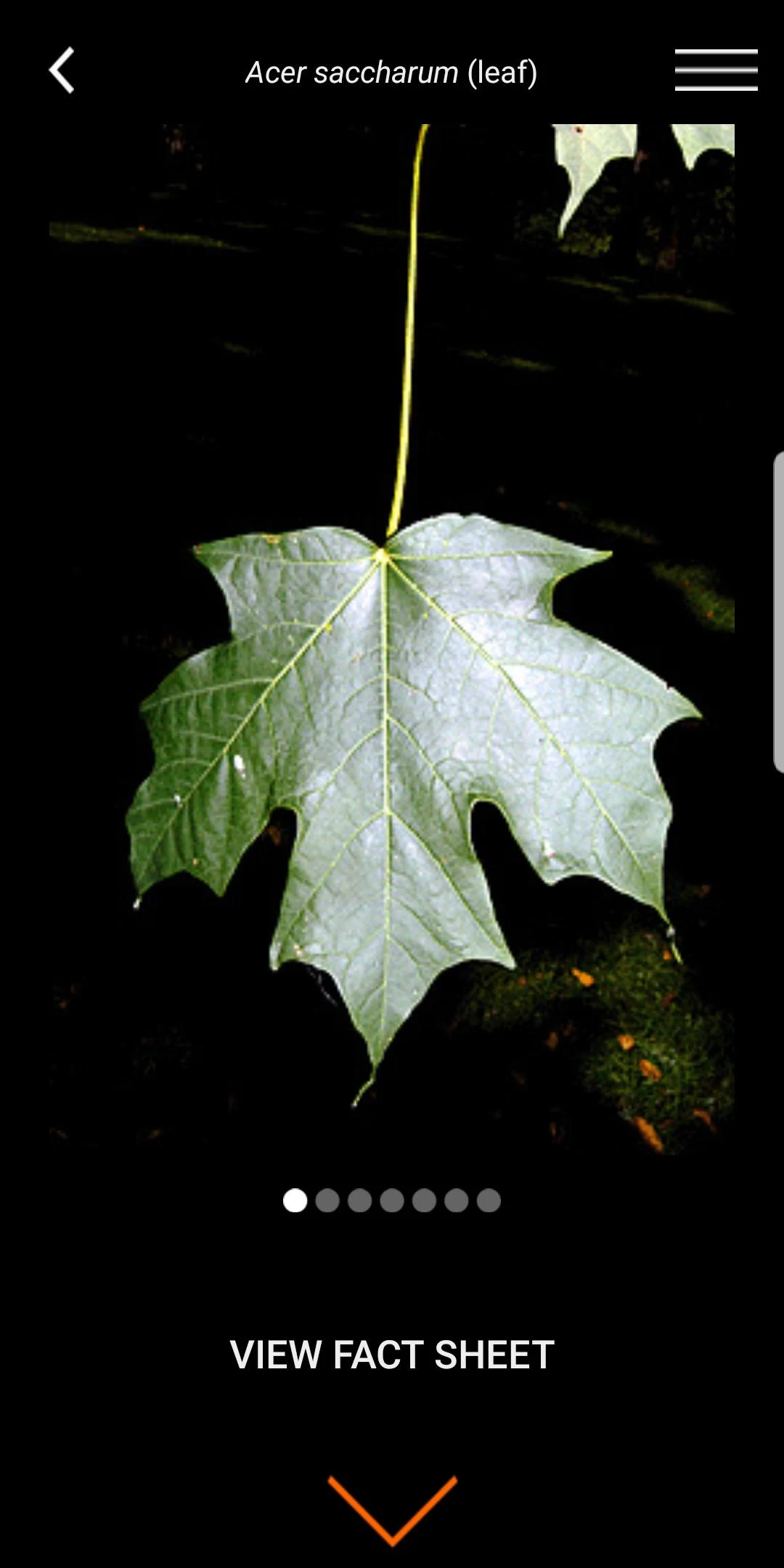 Virginia Tech Tree ID Screenshot6