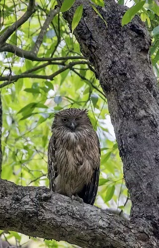 Corbett Tiger Reserve Screenshot3