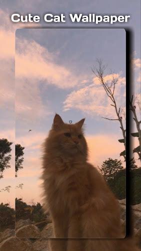Cute Cat Wallpaper Screenshot6