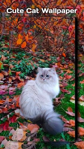 Cute Cat Wallpaper Screenshot4