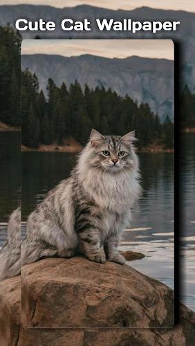 Cute Cat Wallpaper Screenshot3