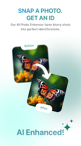 InsectBrain: Bug Identifier Screenshot2