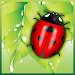 Save The Beetle APK