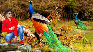 Peacock Photo Frames & Editor Screenshot3