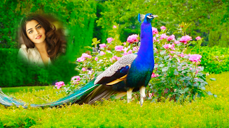 Peacock Photo Frames & Editor Screenshot7
