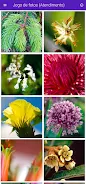 Florais de Saint Germain Screenshot5
