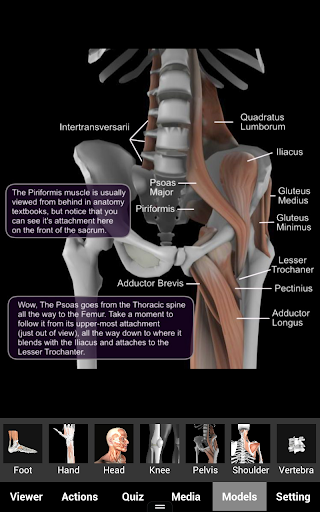 Muscle and Bone Anatomy 3D Screenshot4